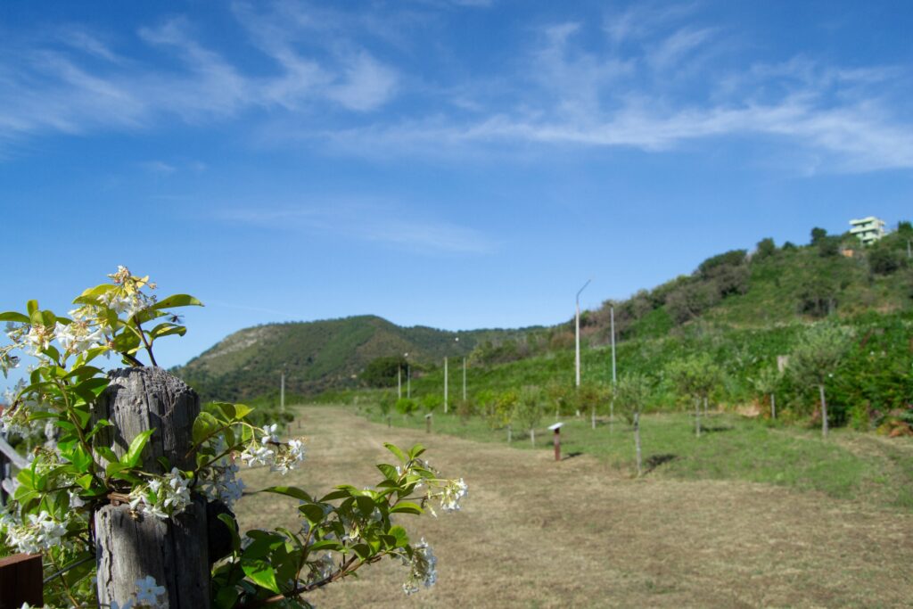 Il bosco dei frutti dimenticati