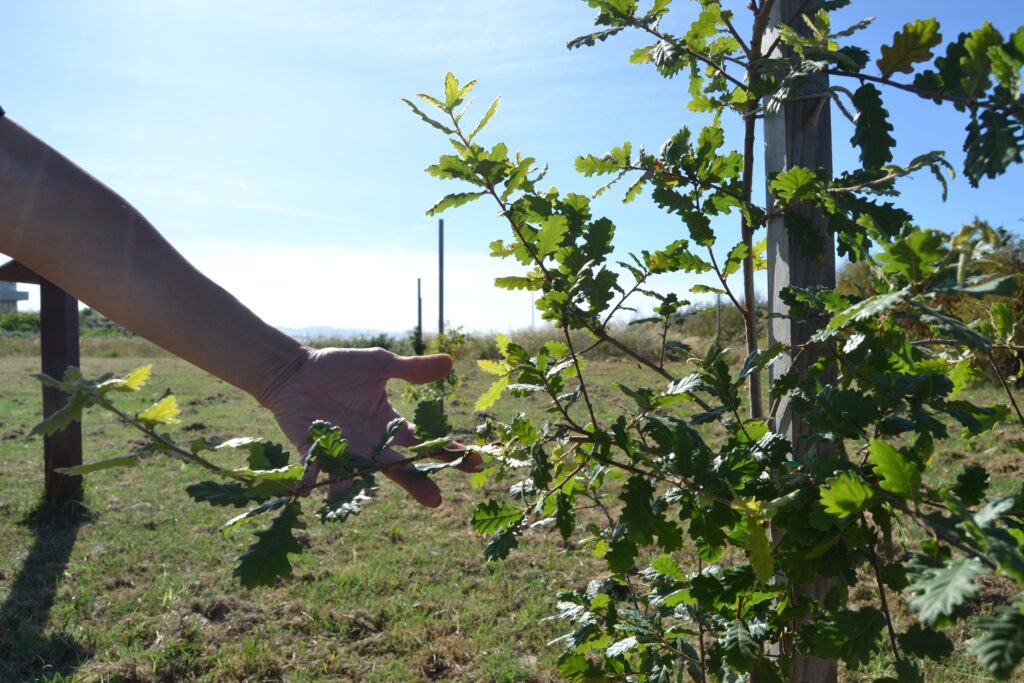 Il bosco dei frutti dimenticati