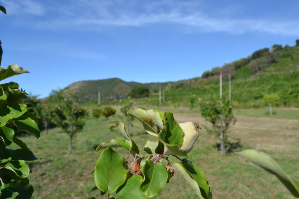 Il bosco dei frutti dimenticati