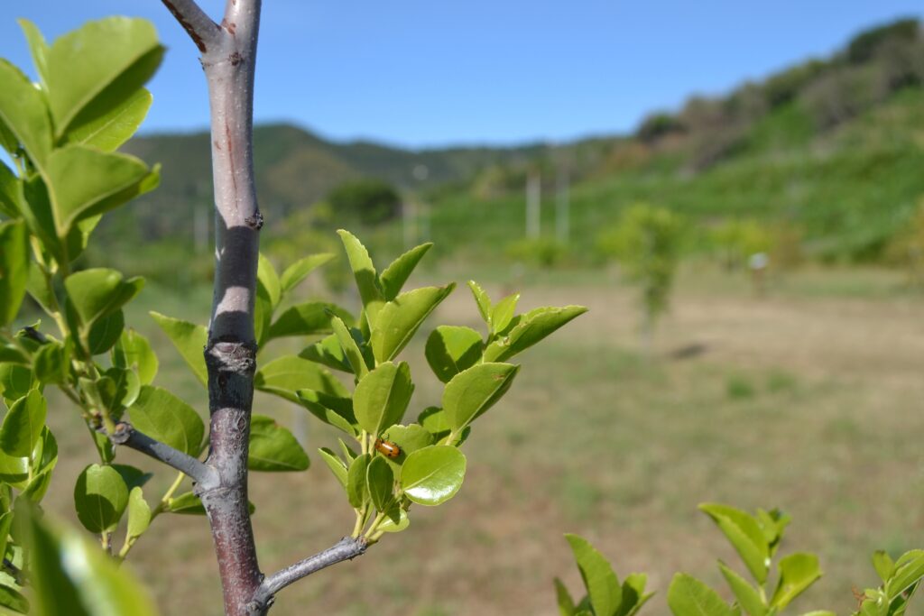 Il bosco dei frutti dimenticati