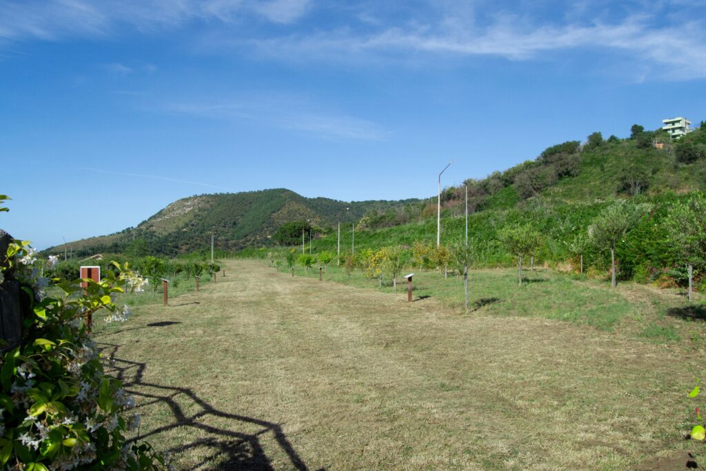Il bosco dei frutti dimenticati