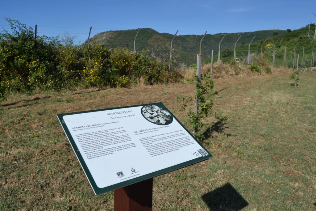 Il bosco dei frutti dimenticati