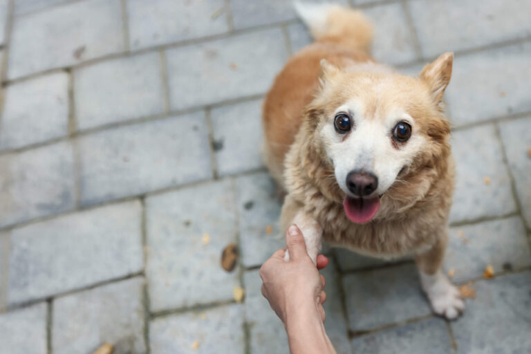 Calabria, una firma per salvare gli animali: il 5×1000 a sostegno di LNDC Animal Protection