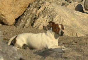 cane caduto a mare nello stretto
