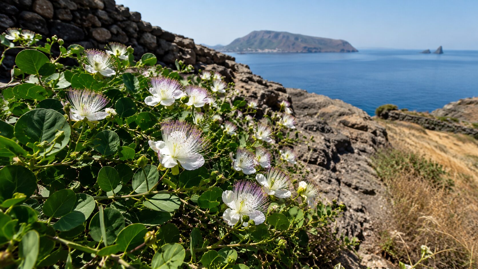 cappero alle isole eolie