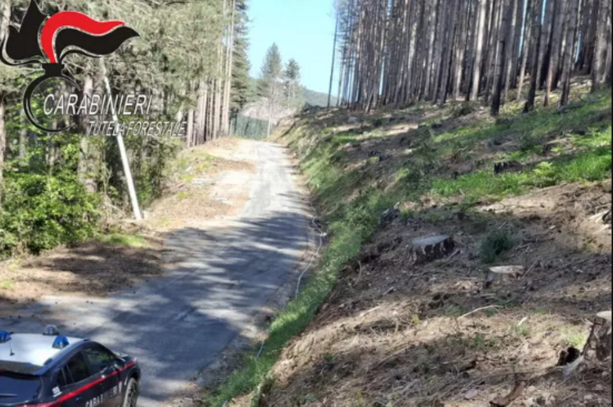 carabinieri tutela forestale