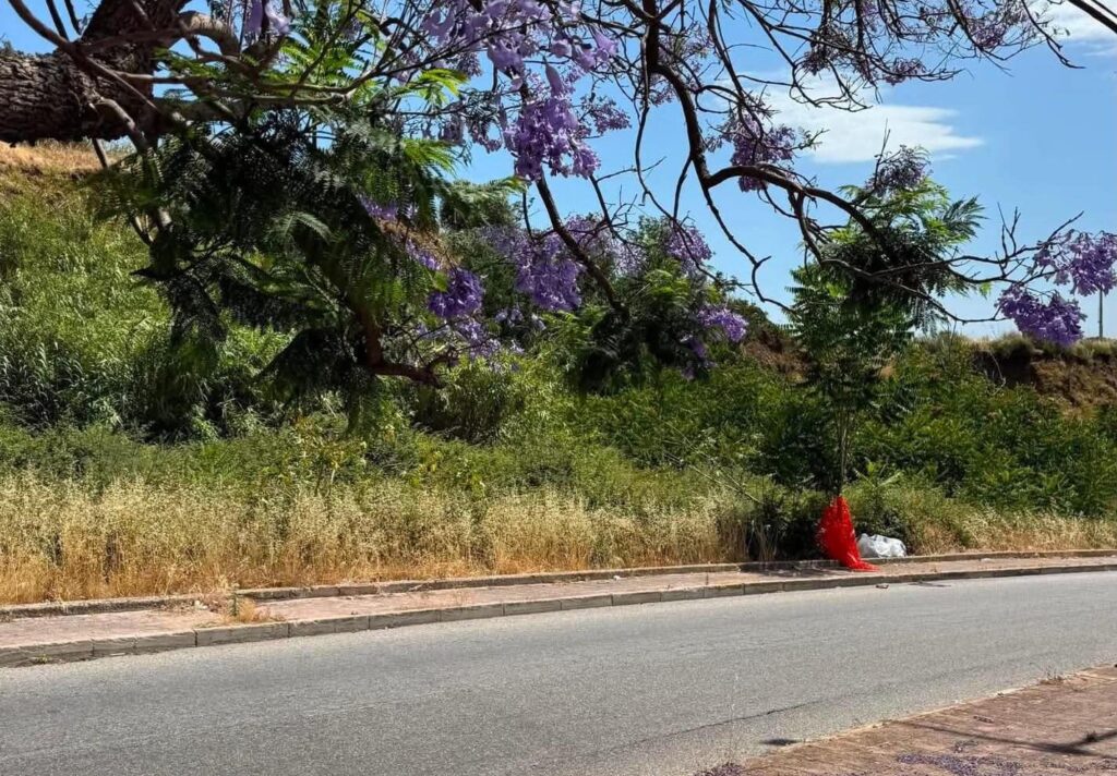 cinghiale morto arghillà