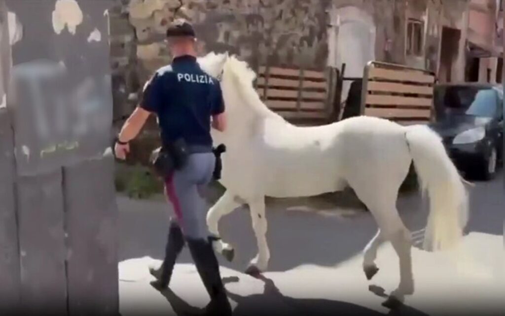 controlli cavalli polizia