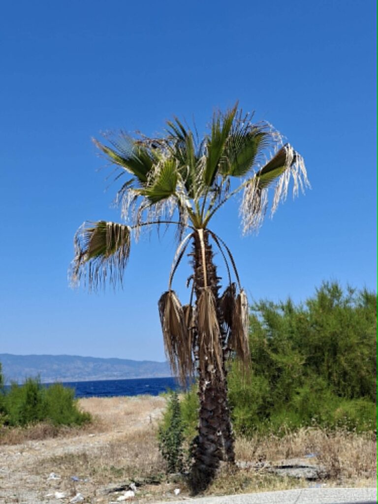 degrado punta pellaro