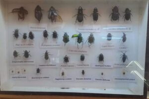 fauna e flora