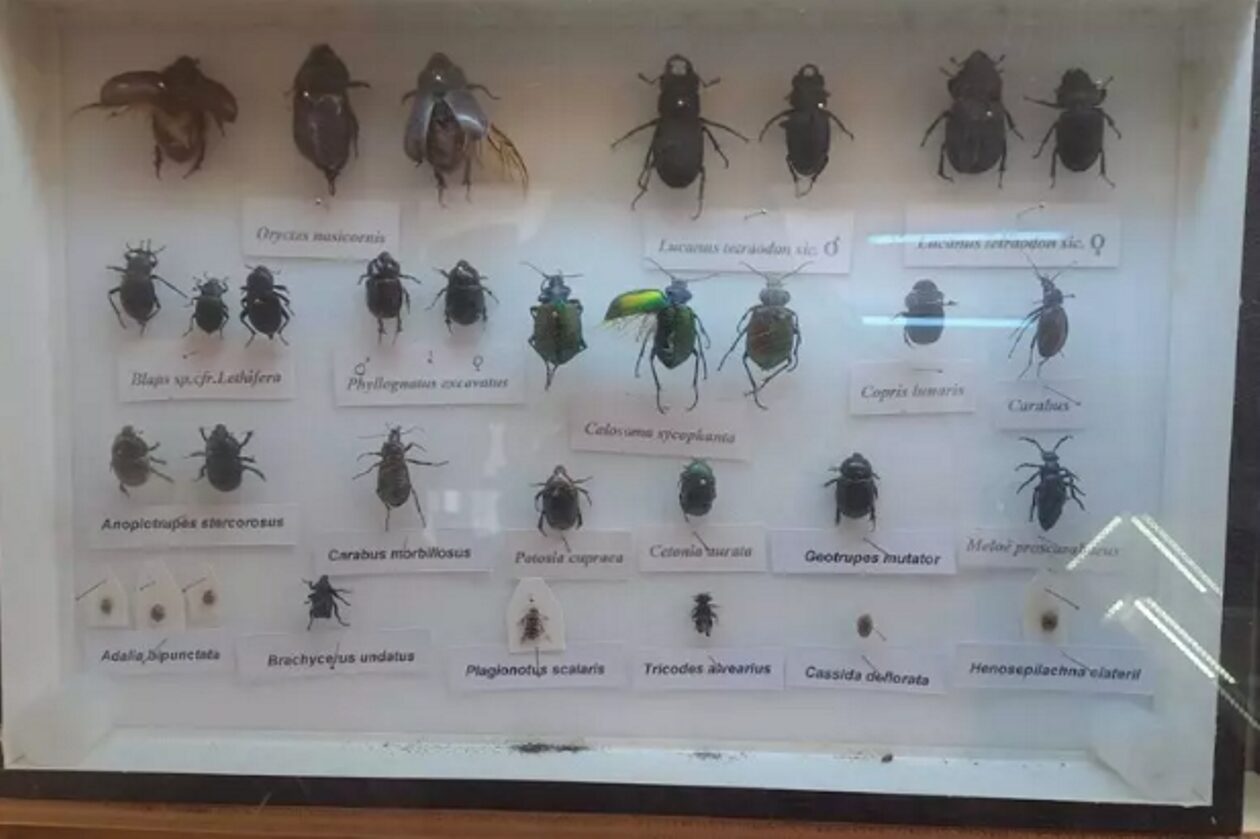 fauna e flora
