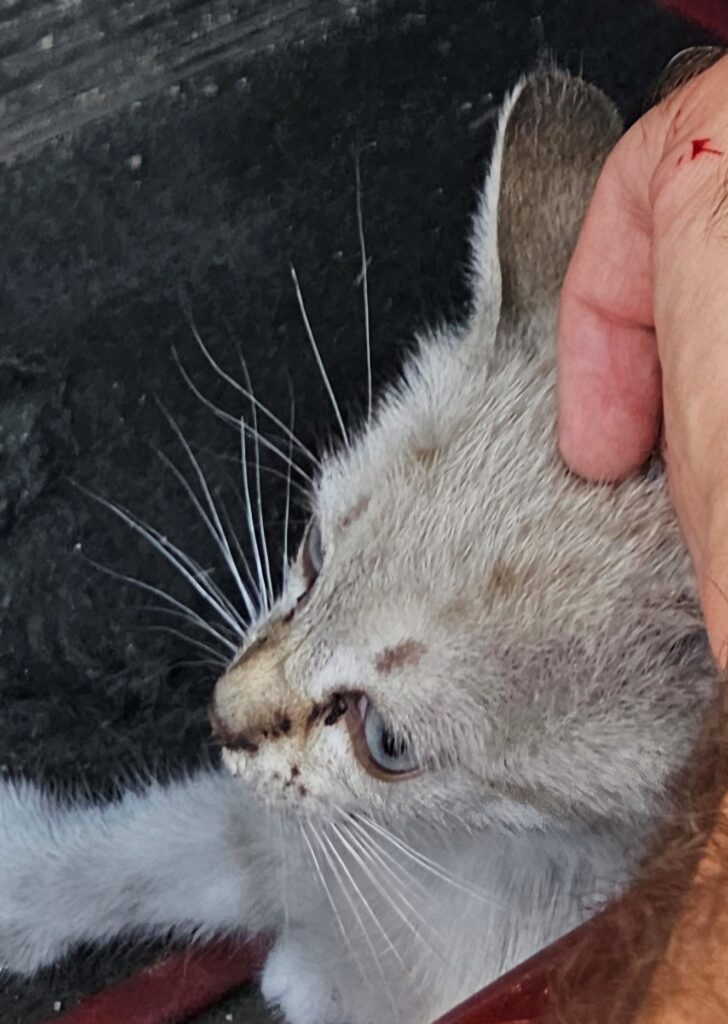 gattino salvato