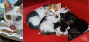 mamma gatta e i gattini