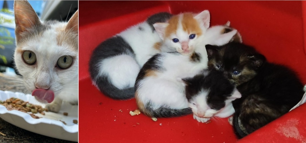 mamma gatta e i gattini