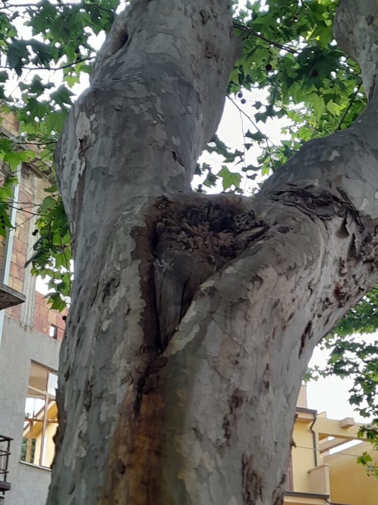 platani pericolosi pellaro