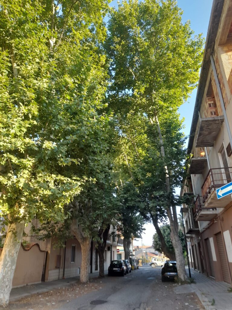 platani pericolosi pellaro