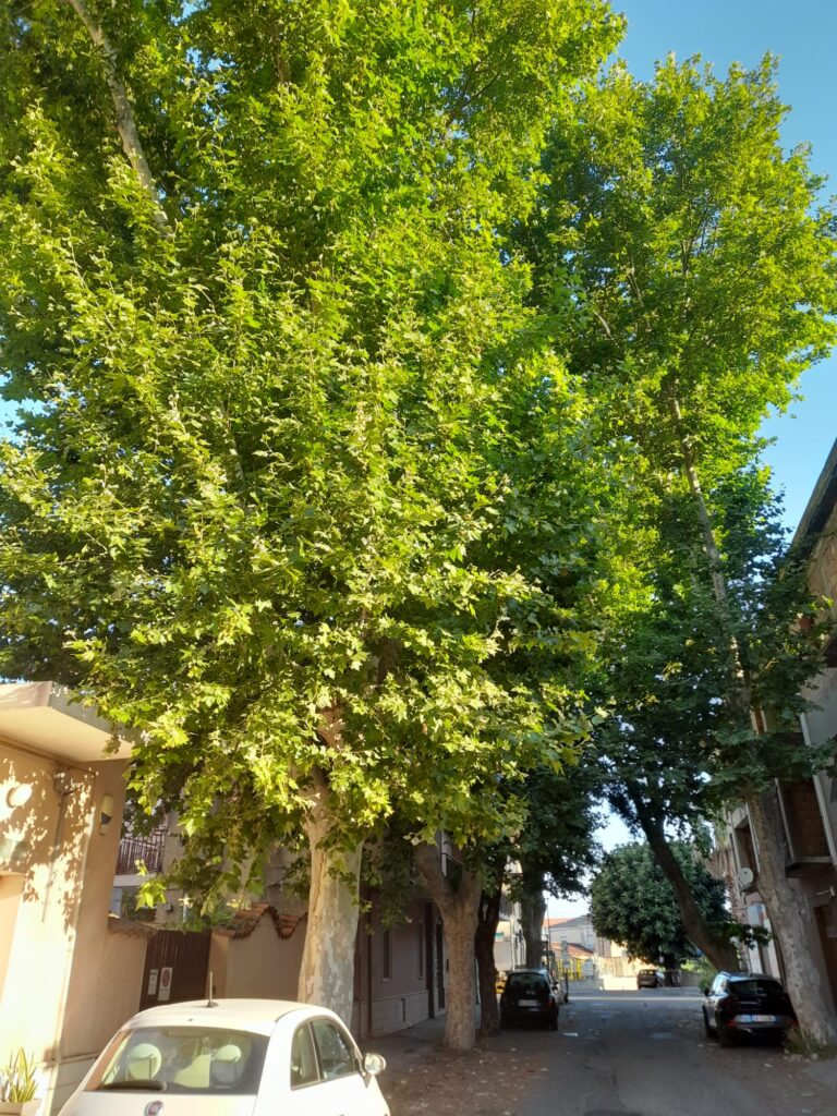 platani pericolosi pellaro