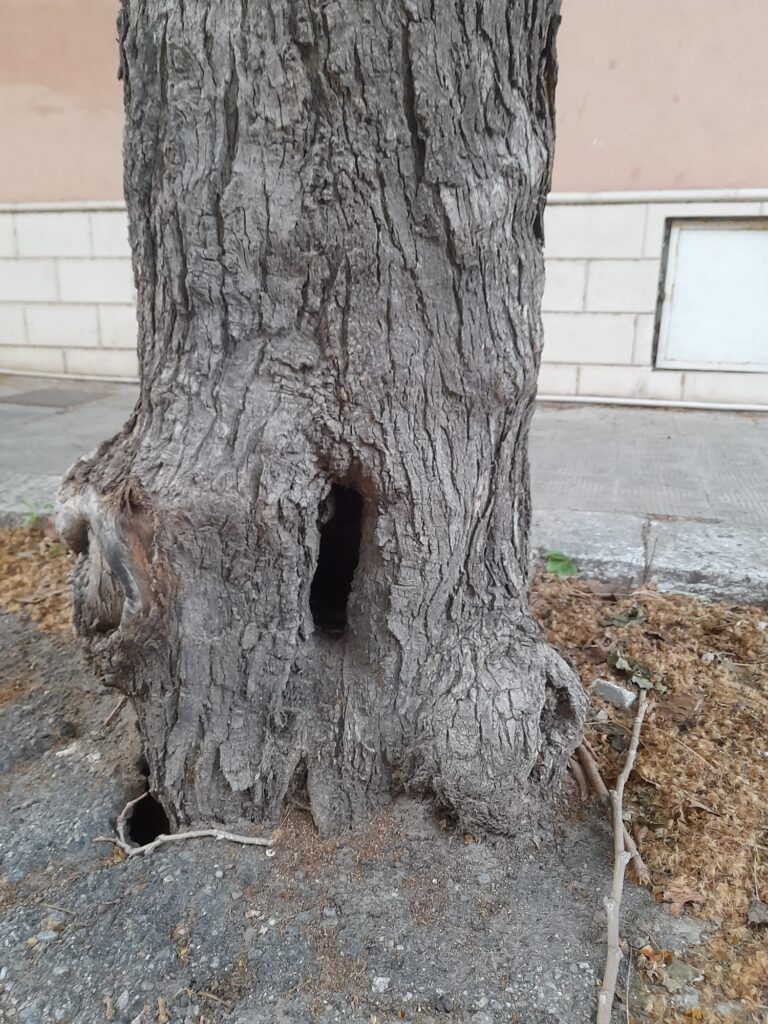 platani pericolosi pellaro