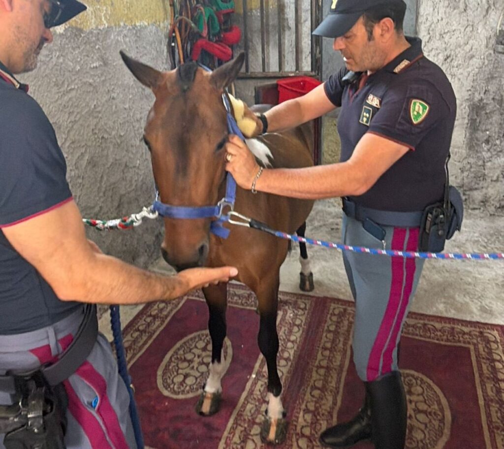 pony maltrattato