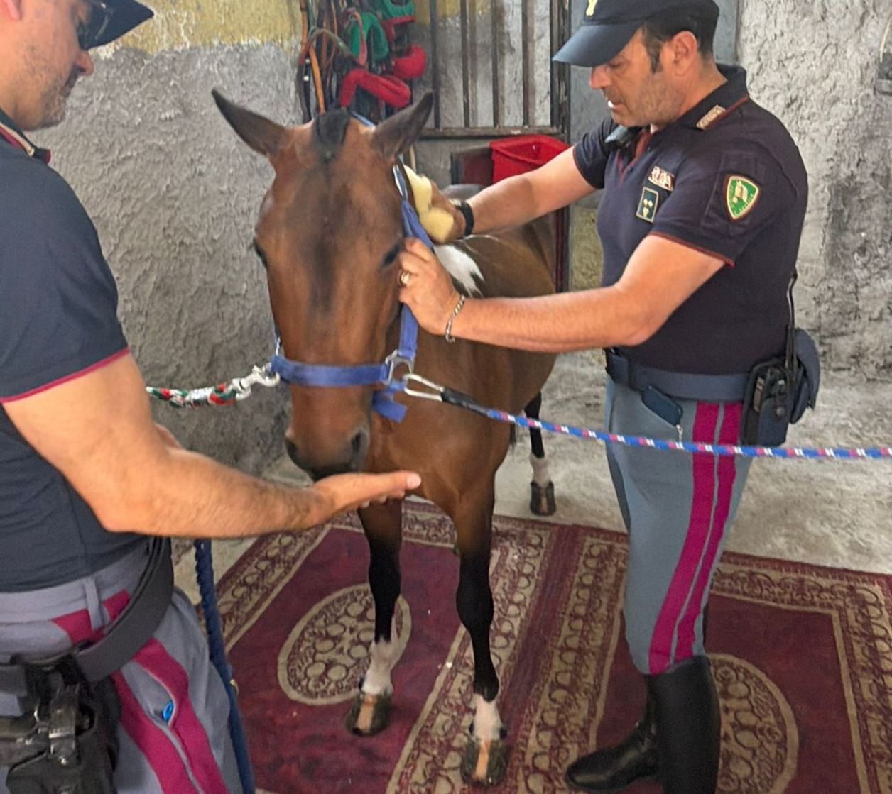 pony maltrattato