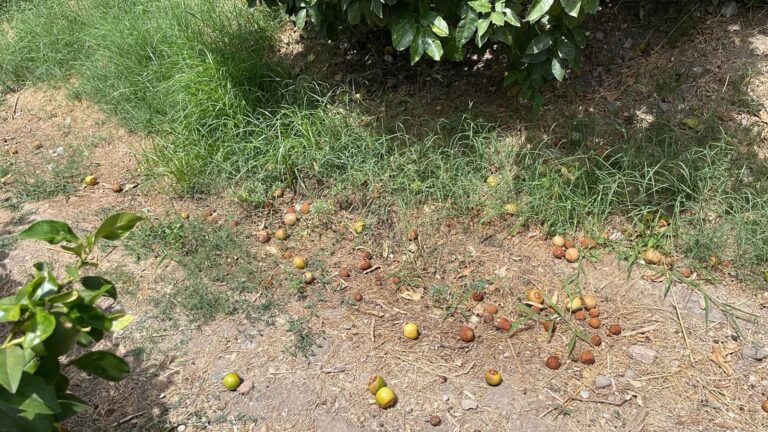 Incendi e siccità, Coldiretti Calabria chiede alla Regione interventi urgenti per agricoltori e allevatori danneggiati