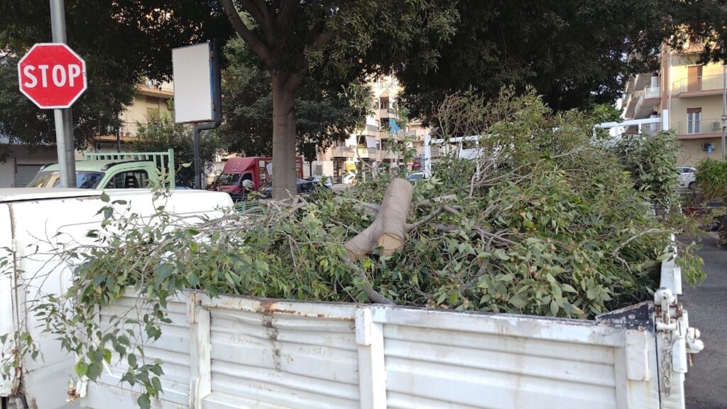 Caduta ramo albero viale Calabria