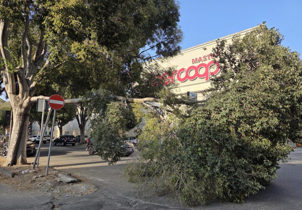 Caduta ramo albero viale Calabria