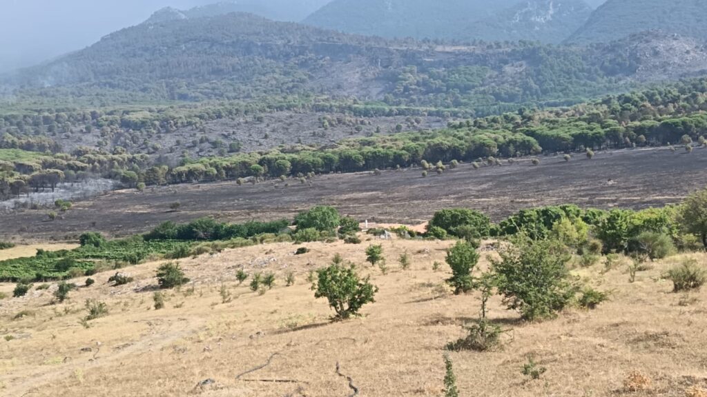 Incendi-Coldiretti-Calabria siccità