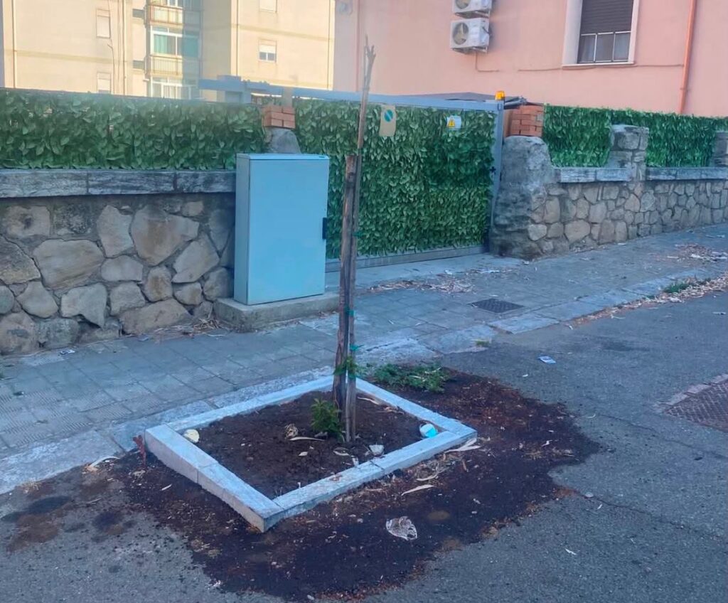 alberi santa caterina