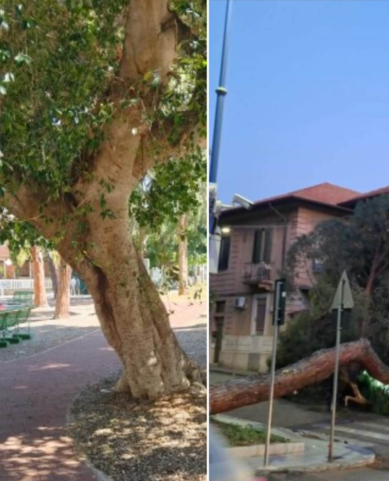 alberi santa caterina