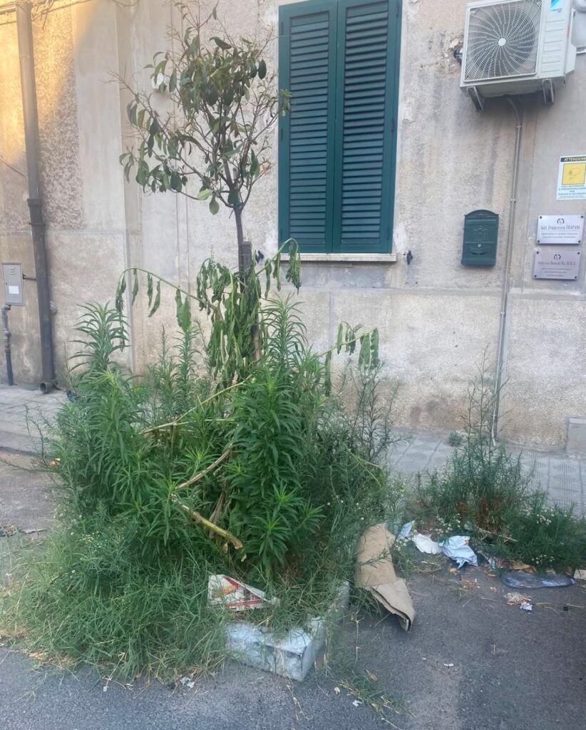 alberi santa caterina