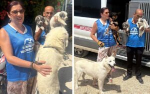 cani sciacca
