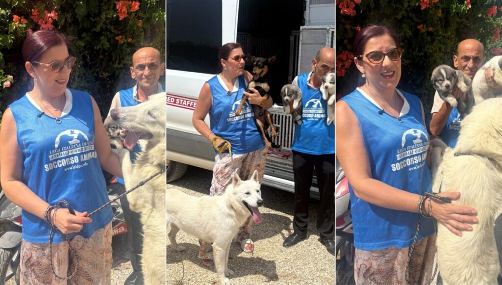 cani sopravvissuti a sciacca