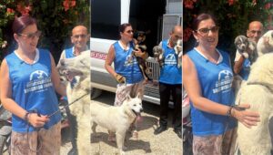 cani sopravvissuti a sciacca