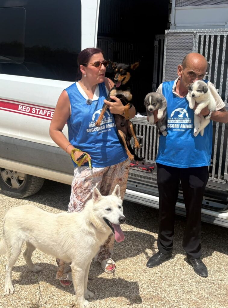 cani sopravvissuti a sciacca