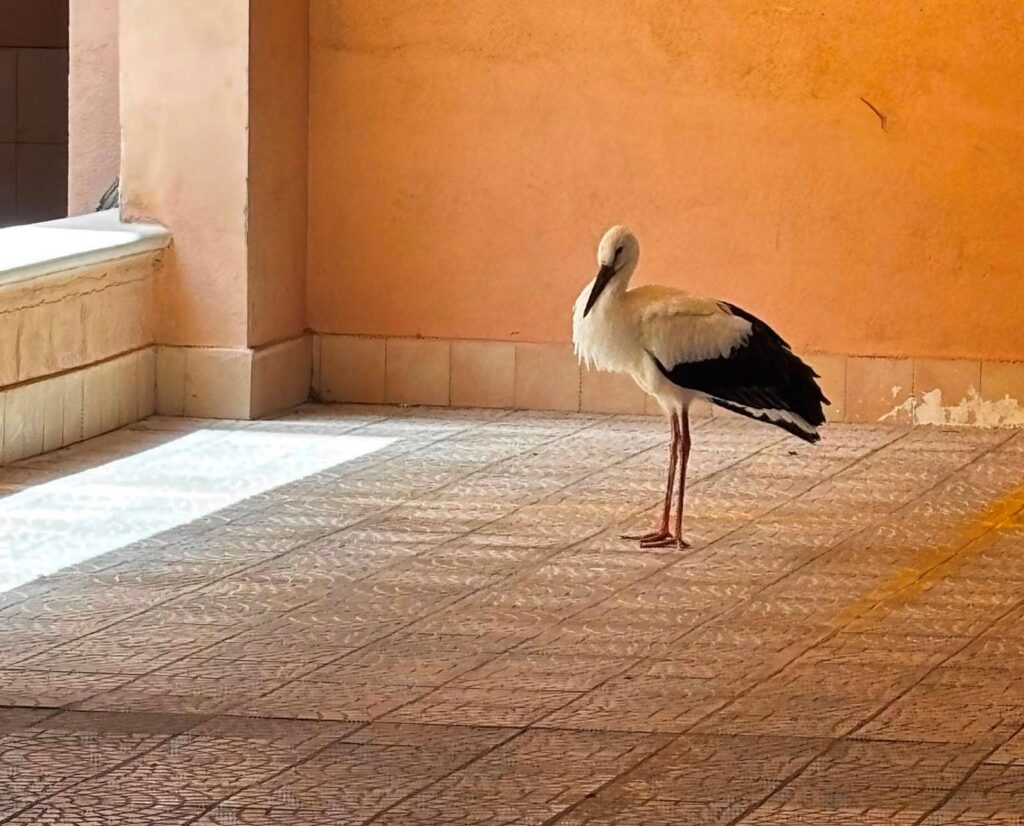 cicogna
