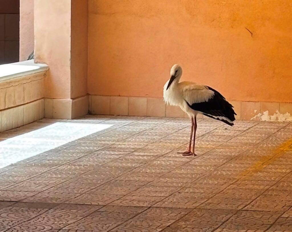 cicogna