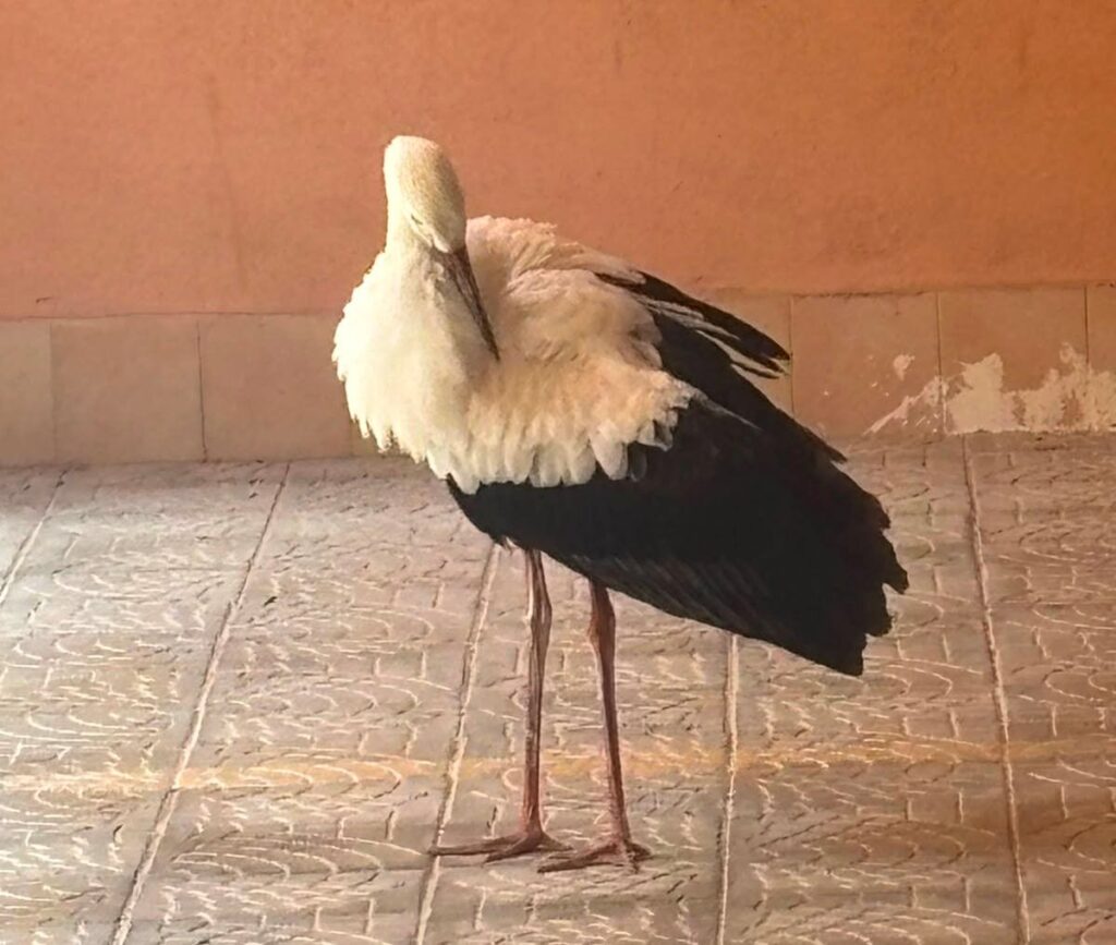 cicogna