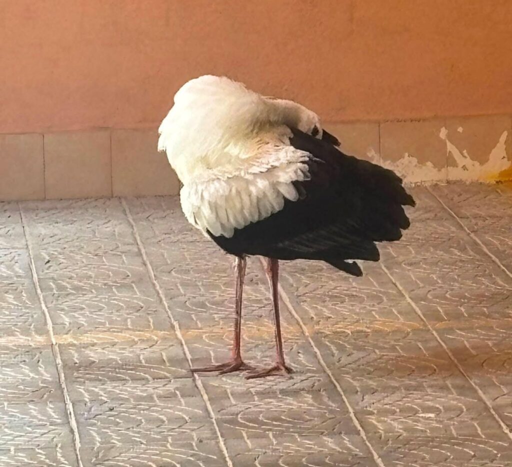 cicogna