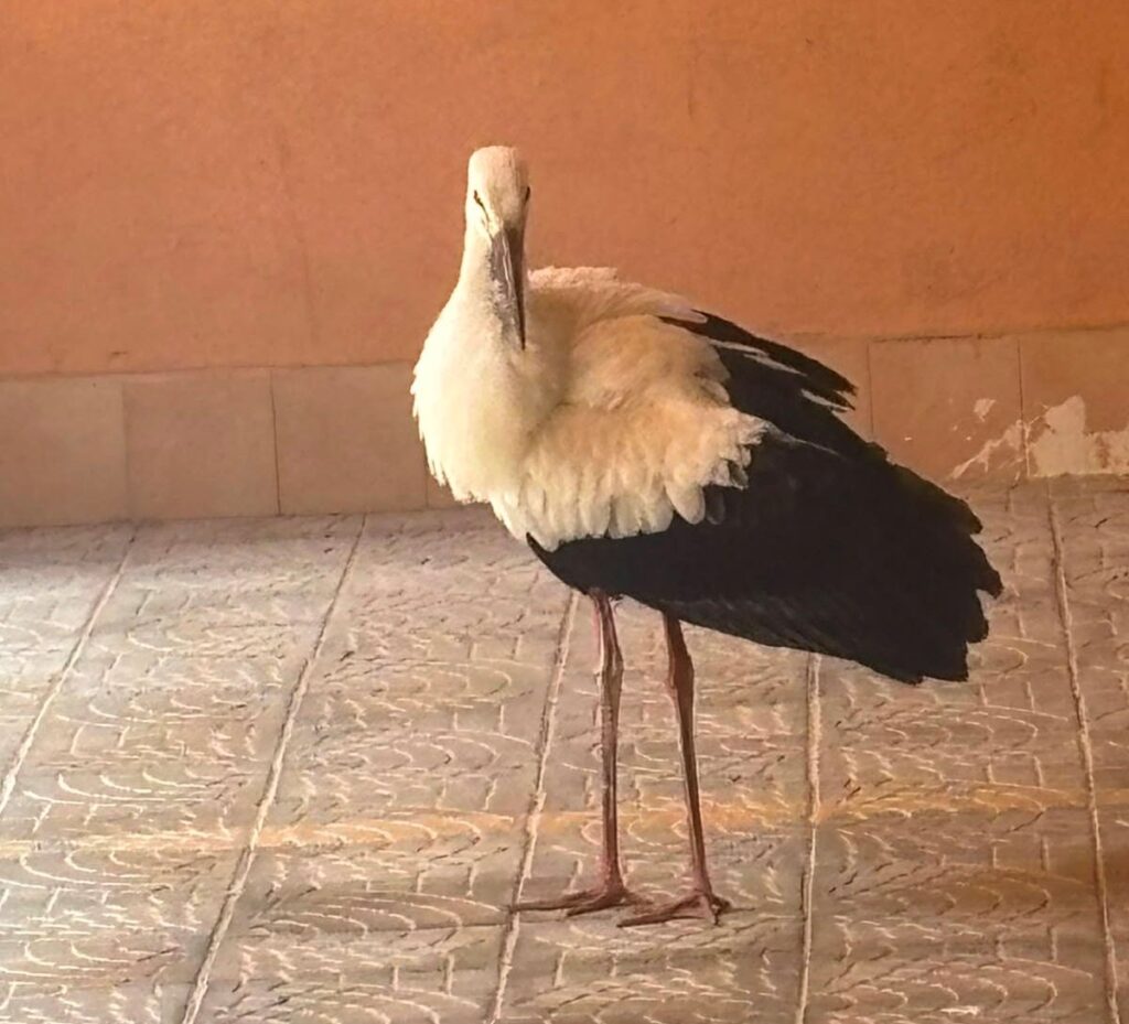 cicogna