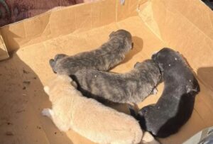 cuccioli di cane abbandonati