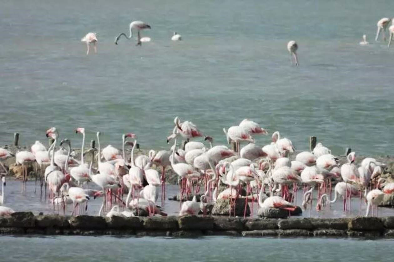 fenicotteri rosa