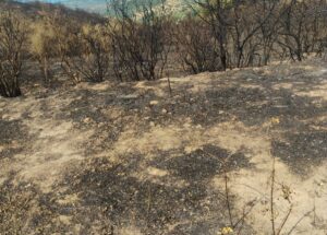 incendio cirò