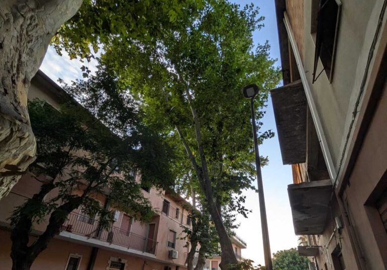 Pellaro, La Strada chiede lo stop al taglio dei platani secolari: “decisione senza ritorno”