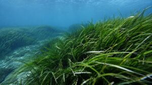 posidonia oceanica