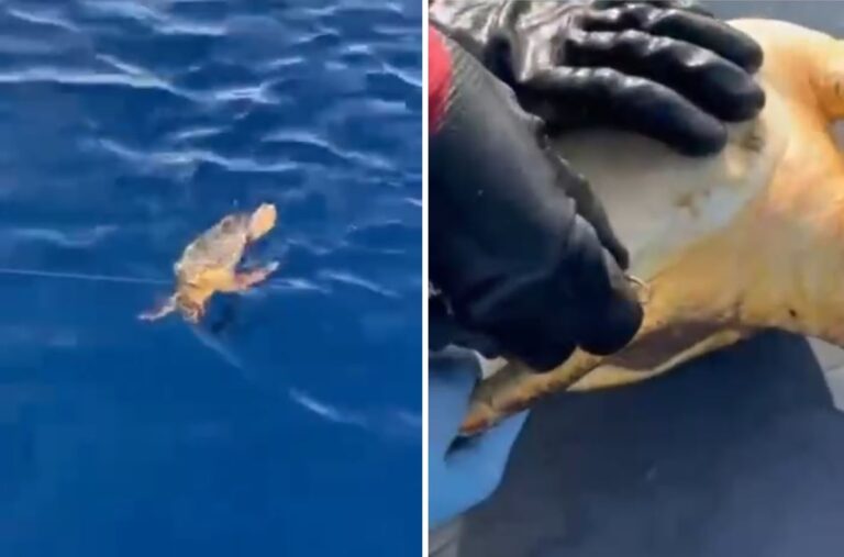 Reggio Calabria, salvata tartaruga Caretta caretta intrappolata in un palangaro illegale al largo di Condofuri Marina