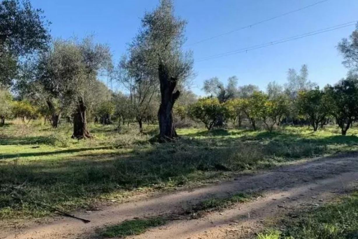 terreni incendiati