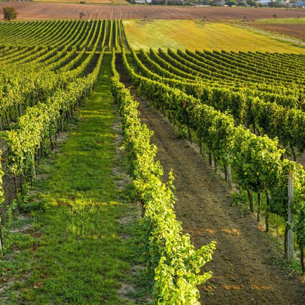 vigneto Coldiretti