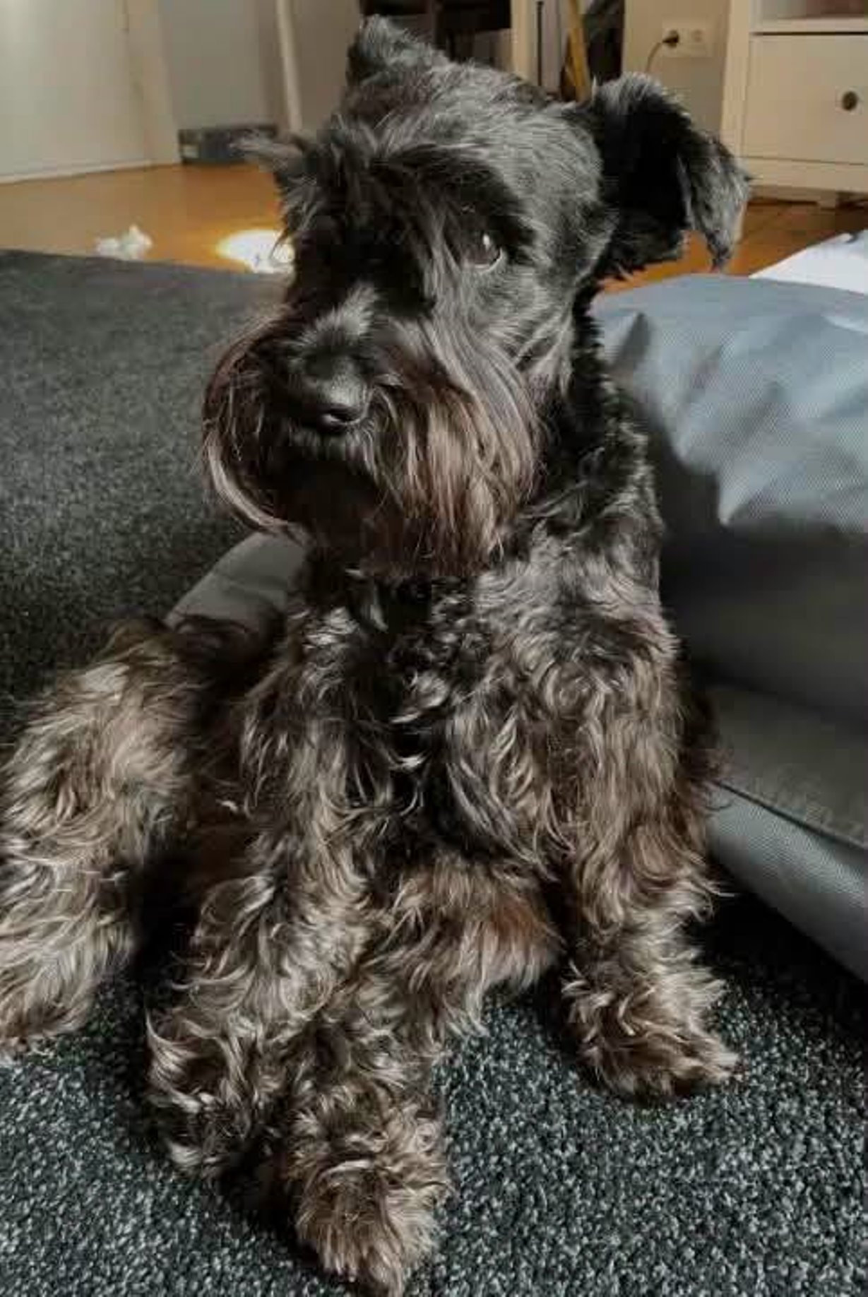 Schnauzer martin