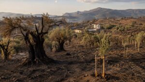 Incendio Monti Sicani oliveti